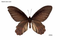 藏品(曙鳳蝶)的圖片